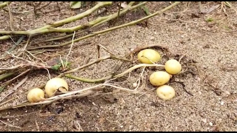 Crops destroyed by flooding rain water leaving the farmer community disheartened, President of the HFU and BDO of Mawkyrwat C&RD Block conduct inspection