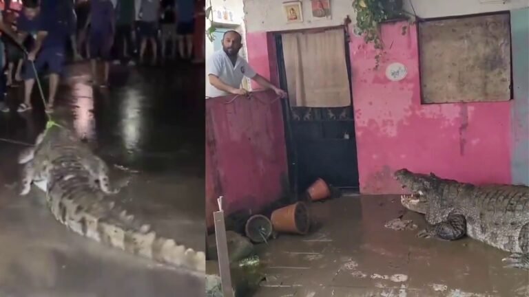 Hundreds of crocodiles Invade Vadodara as Severe Flooding Overwhelms the City